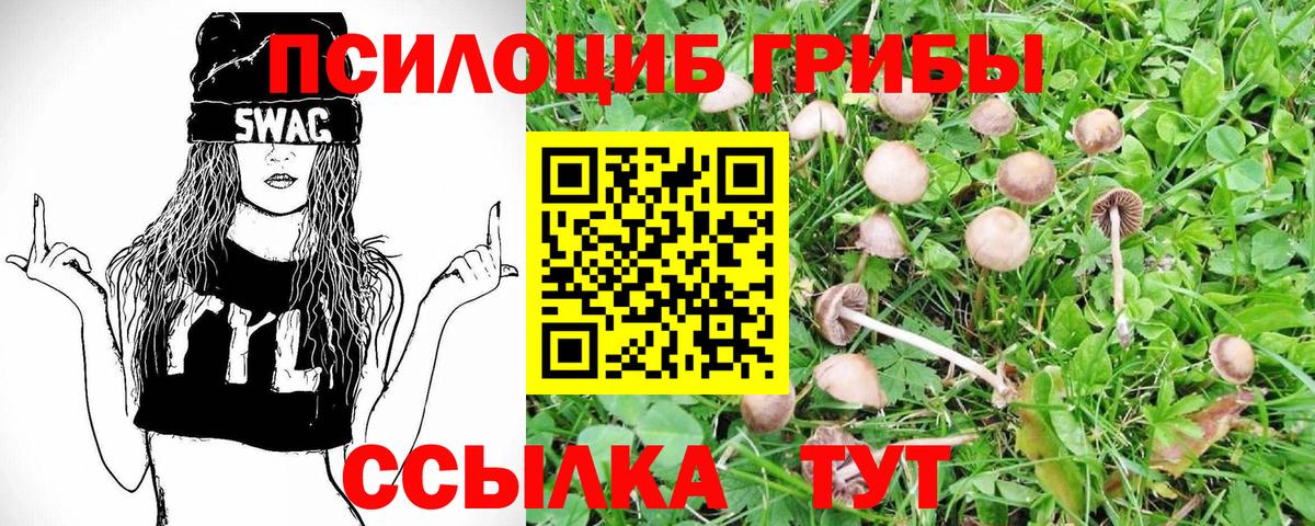 Псилоцибиновые грибы Psilocybe Балашиха